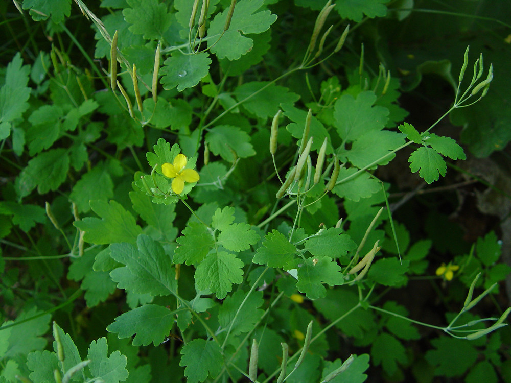 مامیران کبیر - معرفی و خواص گیاهان دارویی